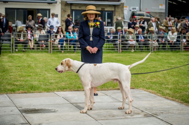 Builth Hound Show 25 06 2015