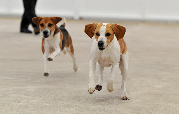 Gt Yorks. Hound Show Beagle & Harrier day 14.07.15