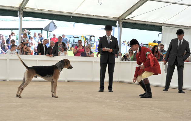 Gt Yorks. Hound Show Foxhound day 15.07.15