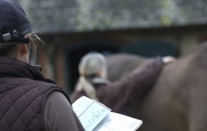looking at a horse to buy vetting