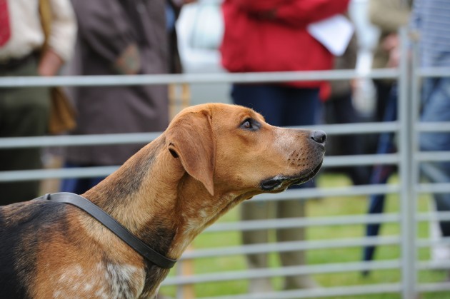 Blaston Hound Show 28 06 2015