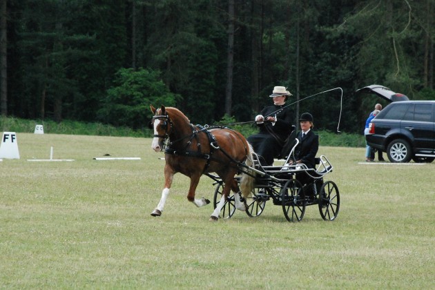 Dressage at Sandringham