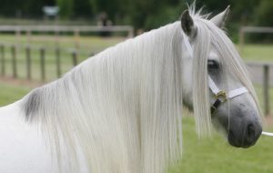 Murthwaite Cloud was bred by Thomas Capstick