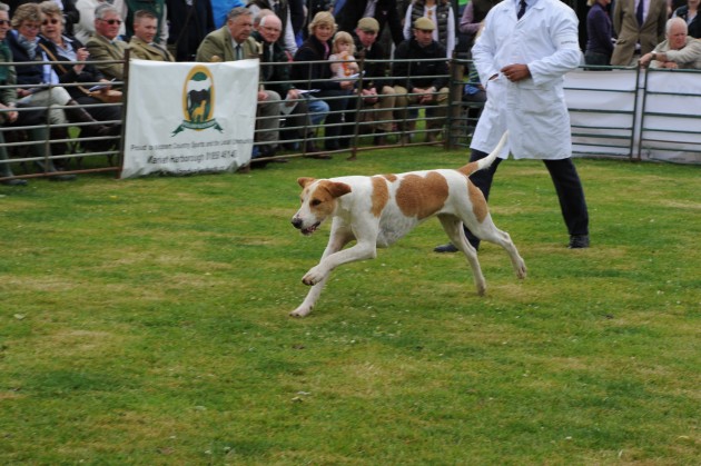 Blaston Hound Show 28 06 2015