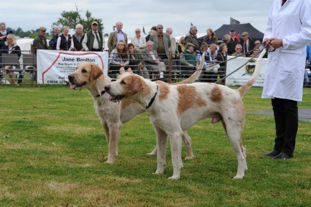 Blaston Hound Show 28 06 2015