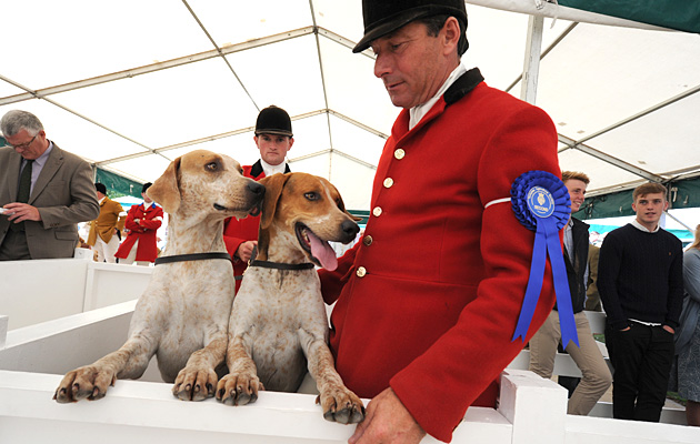 Gt Yorks. Hound Show Foxhound day 15.07.15