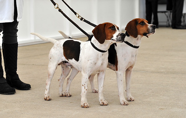 Gt Yorks. Hound Show Beagle & Harrier day 14.07.15