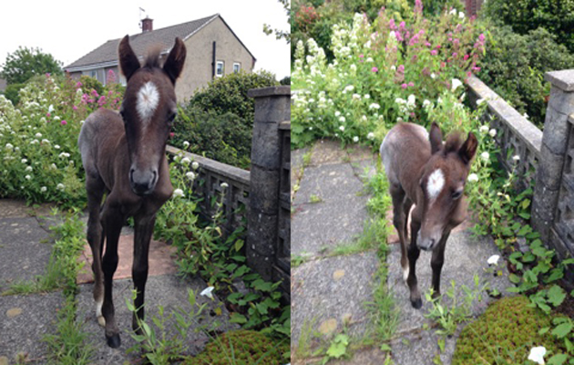 Collapsed foal now 2