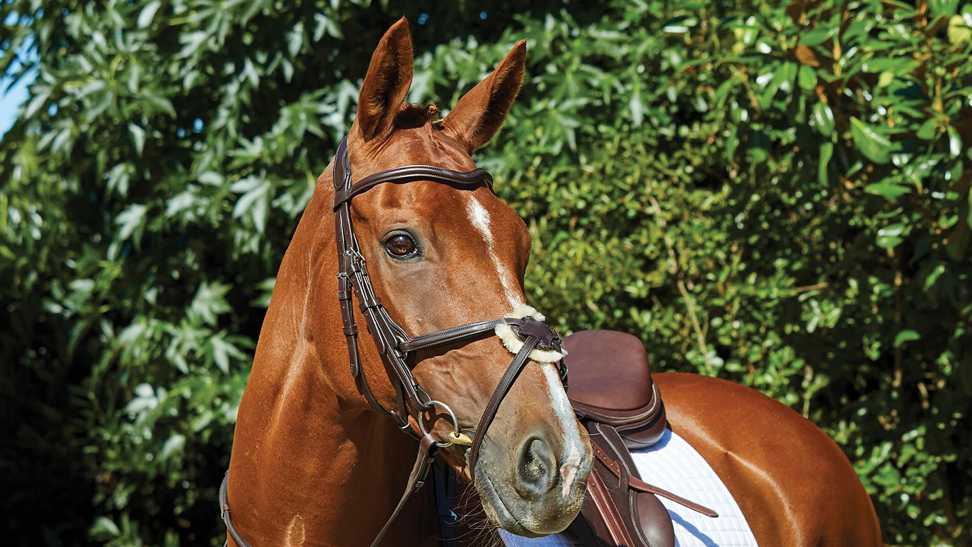 Collegiate ComFiTec Grackle Bridle