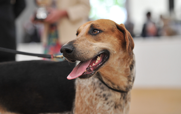 Peterb. Foxhound Show 22.07.15