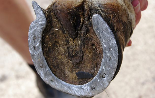 Jack harness racing HorseWorld