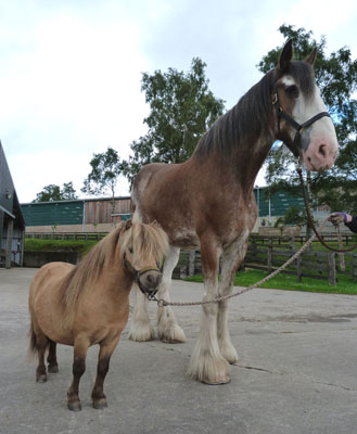Little and Large - Jerry and Digger[6]