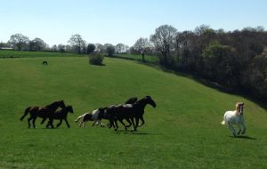 Olaf and new friends