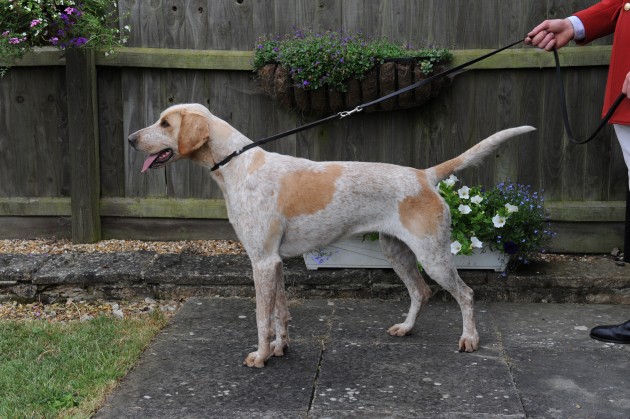 Peterb. Foxhound Show 22.07.15
