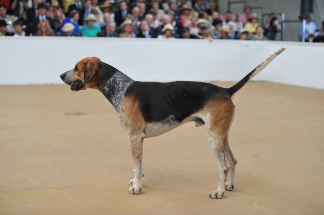Peterb. Foxhound Show 22.07.15