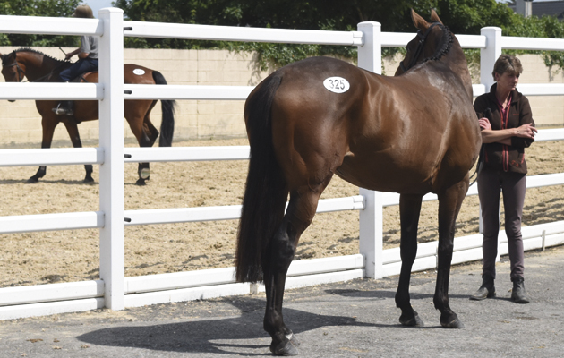 irish horses sales pre auction