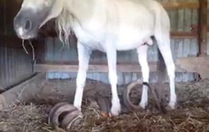 2BA2AA5F00000578-3209169-The_horses_had_been_locked_away_without_farrier_dental_or_medica-m-21_1440452609523