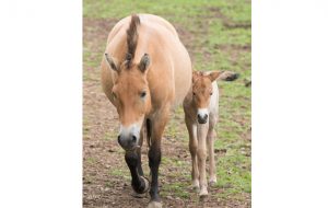 Adorable foal at Port Lympne Reserve c Dave Rolfe