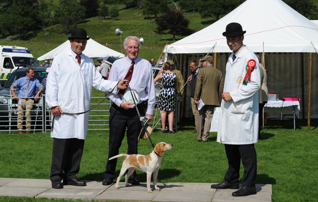 The Derbyshire, Nottinghamshire and Staffordshire Beagles enjoy success with Wagtail, winner of the entered bitch hound class