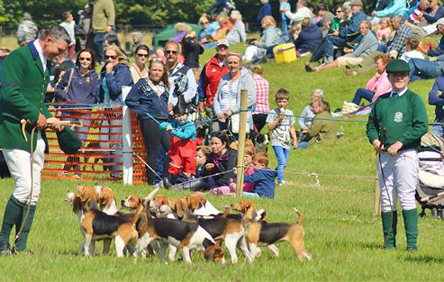 Dunster Country Fair 14.DCF 5 Couple Winners - Park Beagles (1)