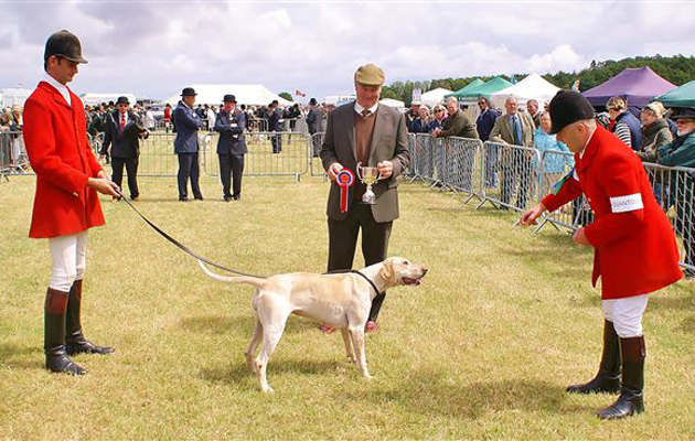 Dunster Country Fair 6.DCF200715C2 (114) Quantock Staghounds Bitch - Reason