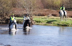 Eriskay ponies cross the river Spey at Newtonmore on the 2015 Eriskay Trek
