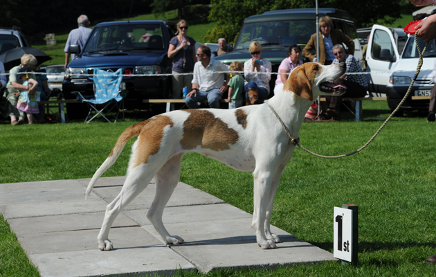 Rydal Hound Show 13.08.15