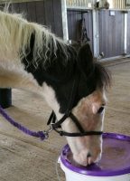 Gerry at RSPCA Millbrook
