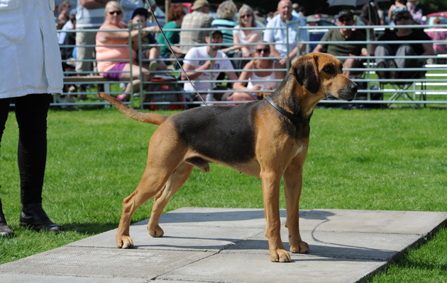 Rydal Hound Show 13.08.15