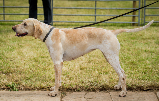 Quantock Reason, best entered staghound bitch