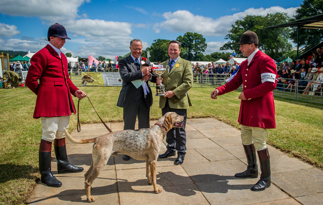 Honiton Hound show 2015-39