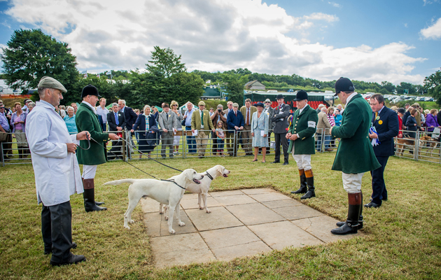 Judging of the harrier championship