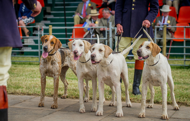 Honiton Hound show 2015-60