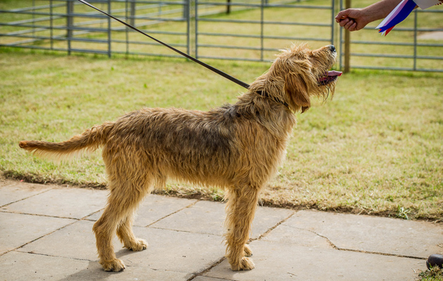 Honiton Hound show 2015-61