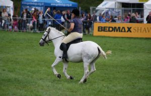 An Eriskay pony playing polo at Blair RST