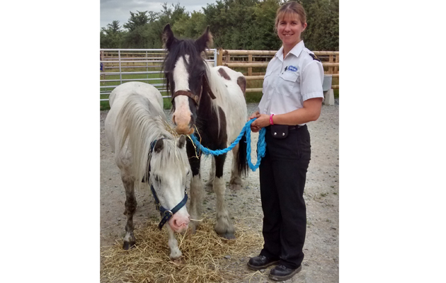 Suzi and May Hill horses 1