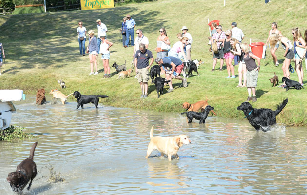 dogs dive into the water as soon as CC finishes at gatcombe park 8-8-15