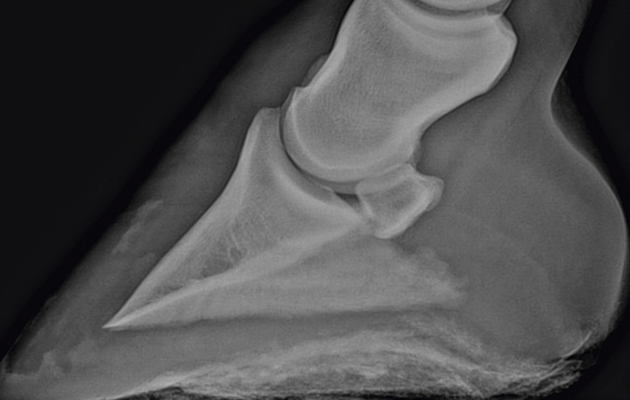 A scan showing the bones of the horse's hoof including pedal bone and navicular bone