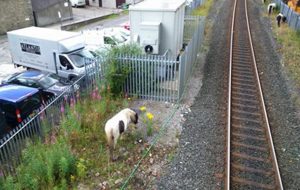 man rescues horse from train track