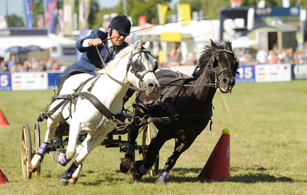 scurry driving in the main arena at gatcombe park 8-8-15