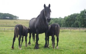 DalesTwinfoals2