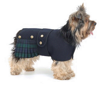 Tartanterrier