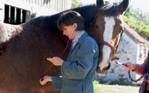 Vet-checking-horse