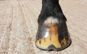 hoof-front-edit
