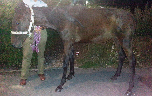 Being removed from rescue site (4)