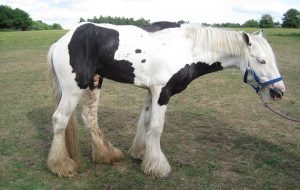 Hercules upon arrival at World Horse Welfare