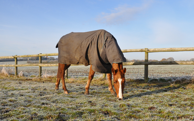 Horse-Eating-Image