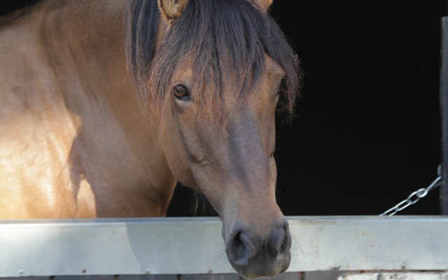 Saff-over-stable-door-crop