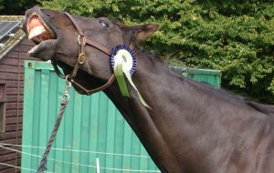 Wally smiling for the camera with his rosette