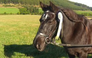 World Horse Welfare Su with her rossette and long service award